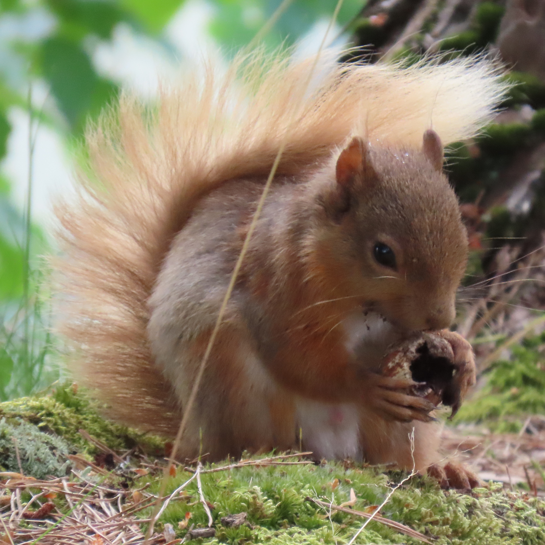Red squirrel with stored food