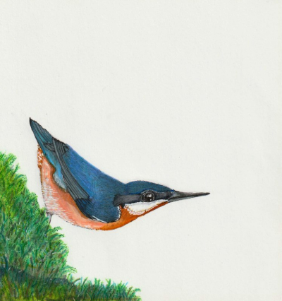 Beautiful kingfisher