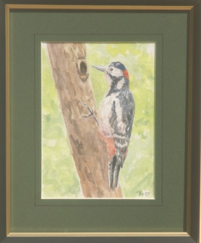 Great spotted woodpecker    Watercolour