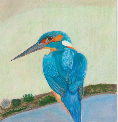 Kingfisher by Nikki