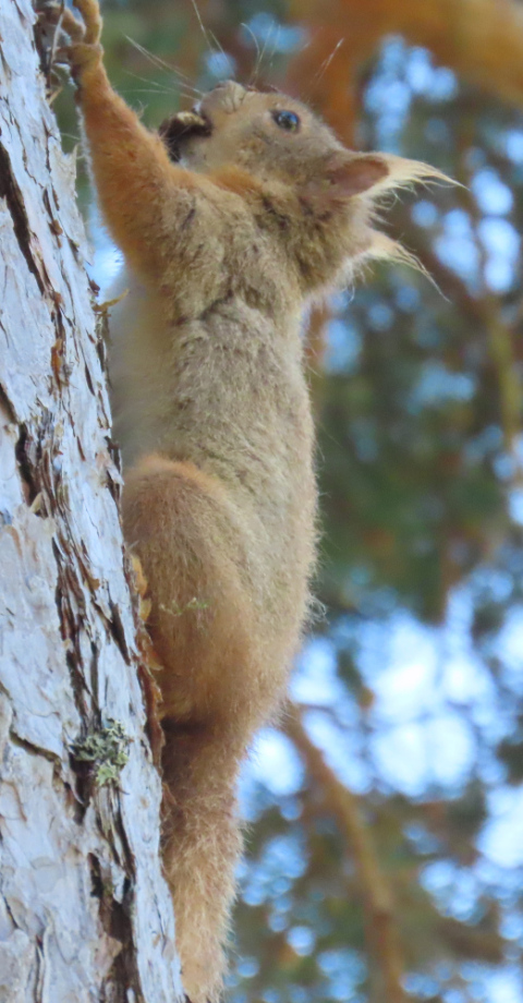 Red squirrel climbing a tree with a little food
